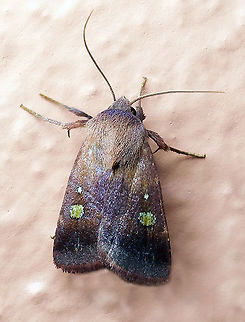 #281 Dapa, Valle del Cauca 2100m