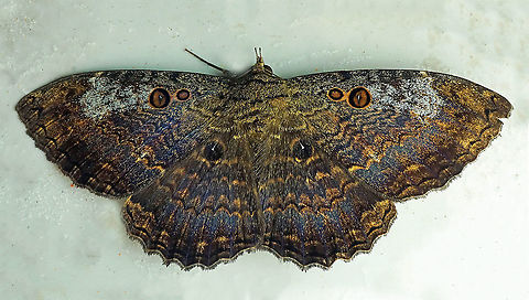 Letis rougeriei Dapa, Valle del Cauca 2100m Letis caligula,Marbled Witch