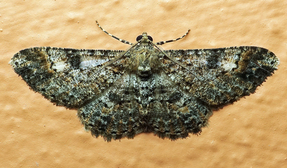 #282 Dapa, Valle del Cauca 2100m