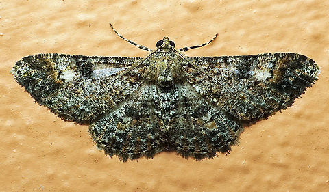 #282 Dapa, Valle del Cauca 2100m