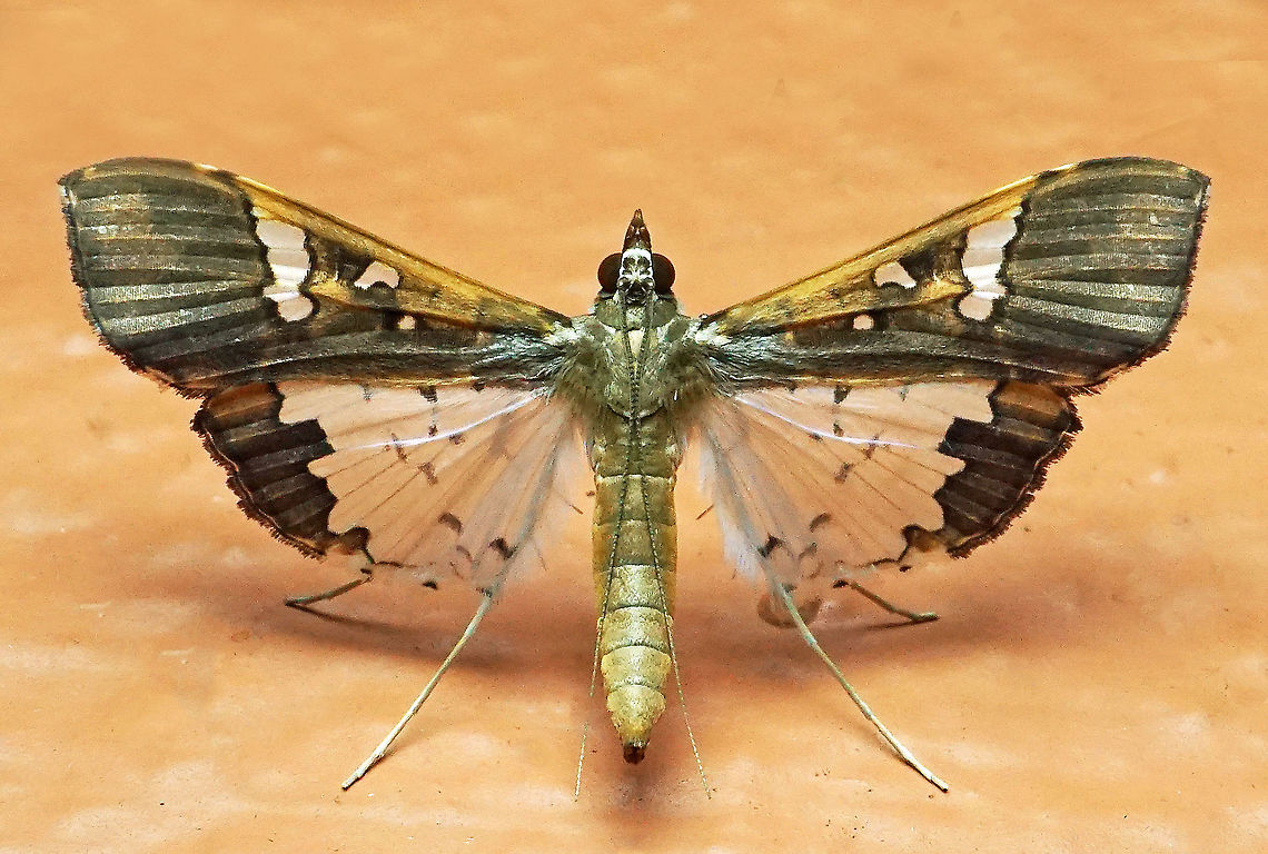 Maruca vitrata Dapa, Valle del Cauca 2100m Bean pod borer,Maruca vitrata