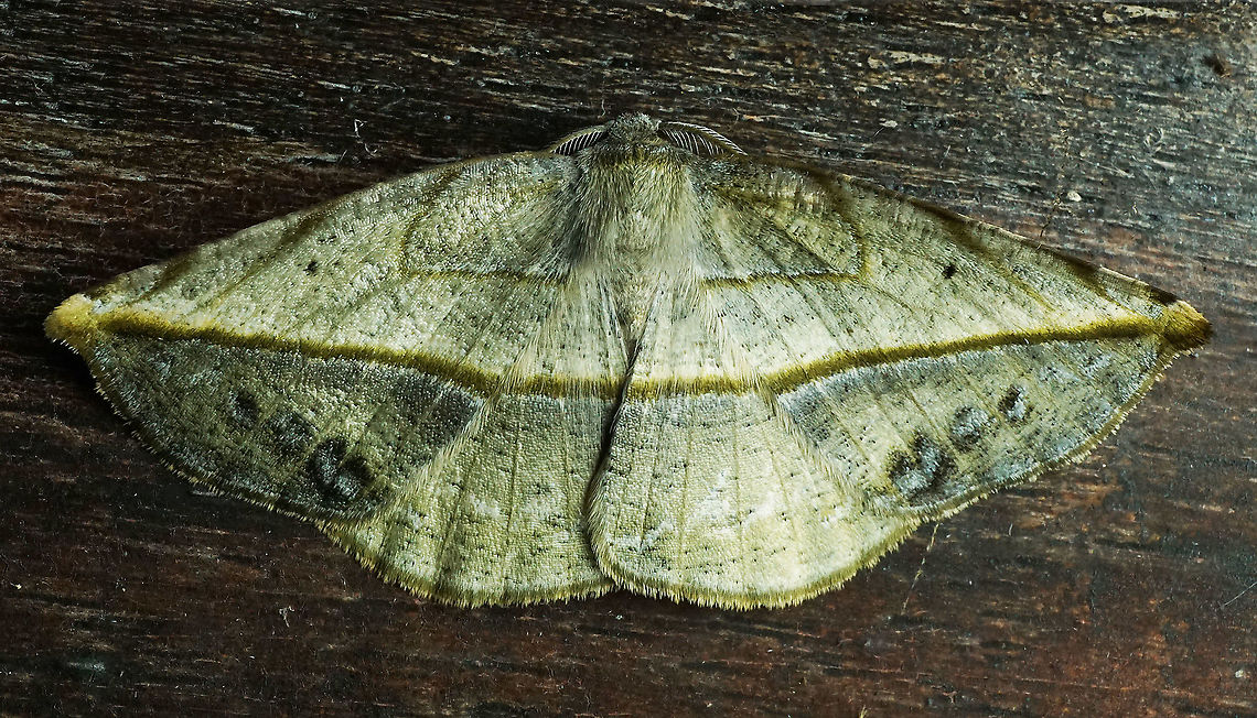 Eusarca crameraria Dapa, Valle del Cauca 2100m Eusarca crameraria