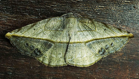 Eusarca crameraria Dapa, Valle del Cauca 2100m Eusarca crameraria