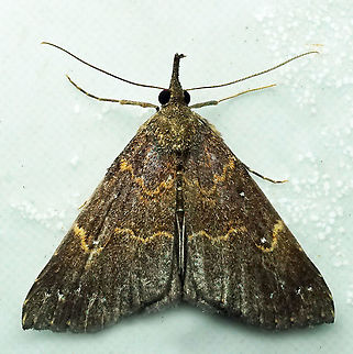 #285 Dapa, Valle del Cauca 2100m