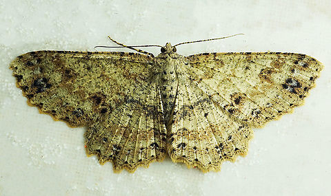 #283 Dapa, Valle del Cauca 2100m