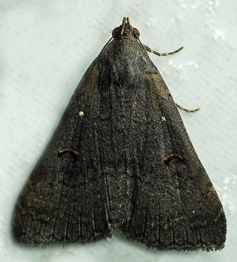 #284 Dapa, Valle del Cauca 2100m