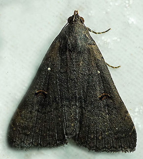 #284 Dapa, Valle del Cauca 2100m