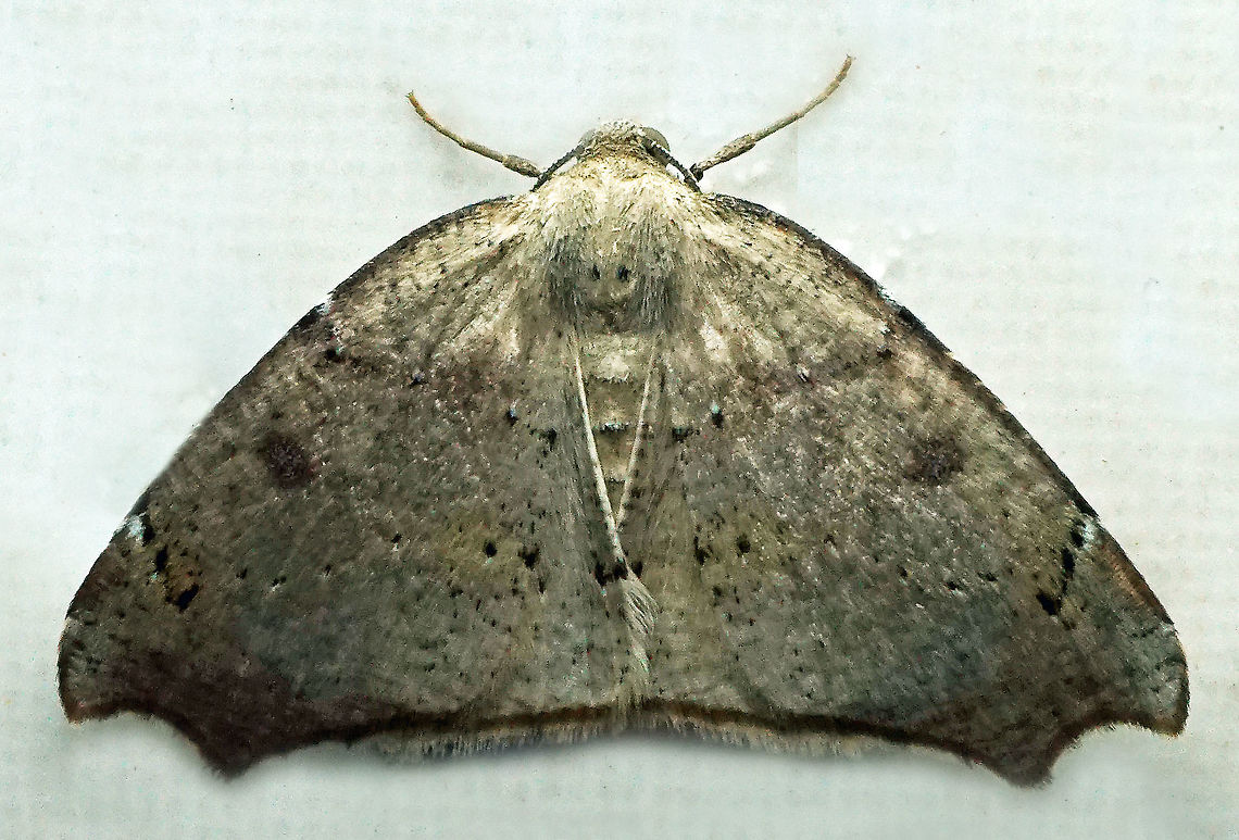 #286 Dapa, Valle del Cauca 2100m