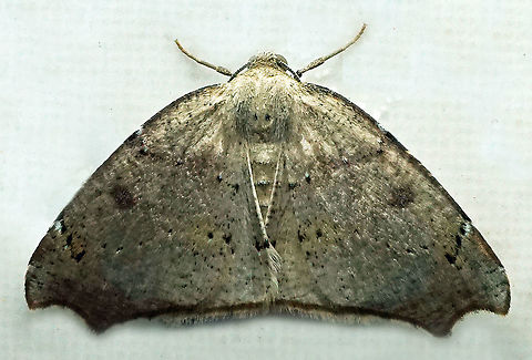 #286 Dapa, Valle del Cauca 2100m