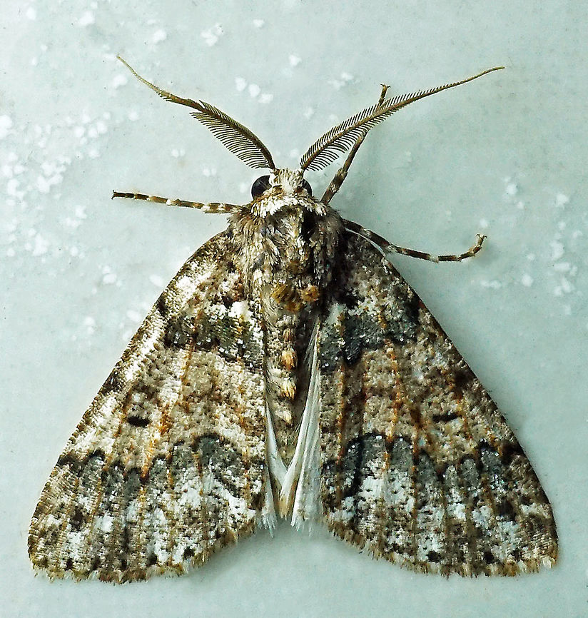 #287 Dapa, Valle del Cauca 2100m