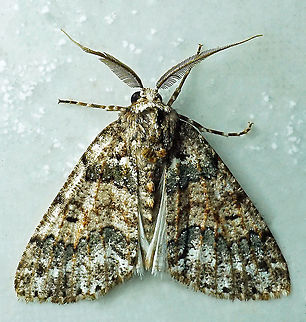 #287 Dapa, Valle del Cauca 2100m