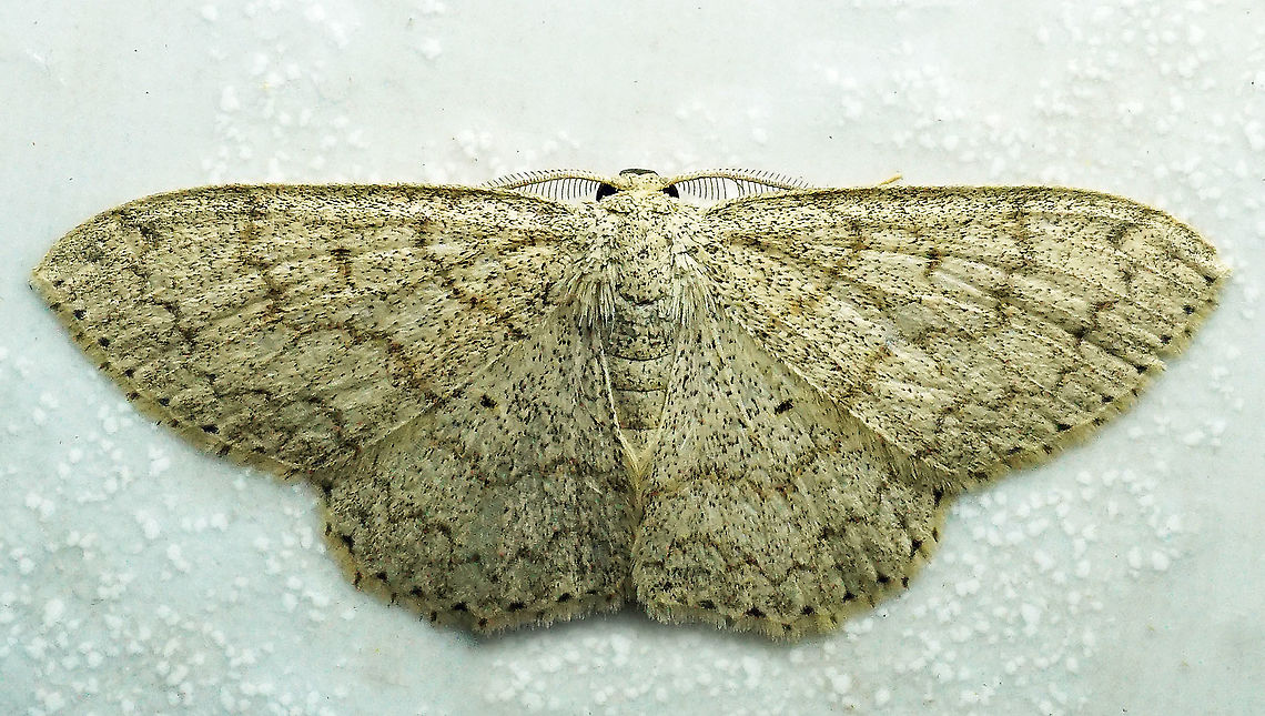 #288 Dapa, Valle del Cauca 2100m