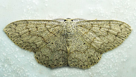 #288 Dapa, Valle del Cauca 2100m