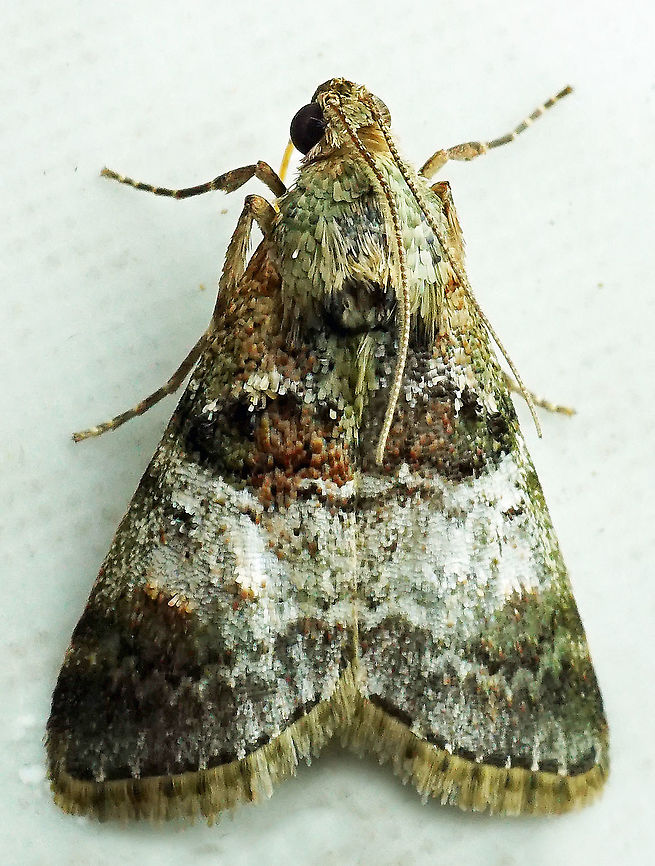 #289 Dapa, Valle del Cauca 2100m