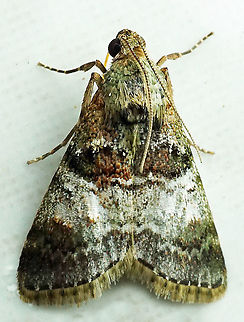 #289 Dapa, Valle del Cauca 2100m