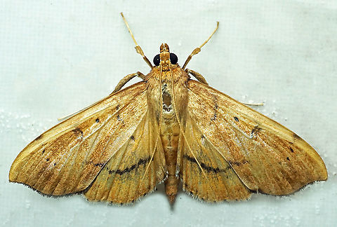 #290 Dapa, Valle del Cauca 2100m