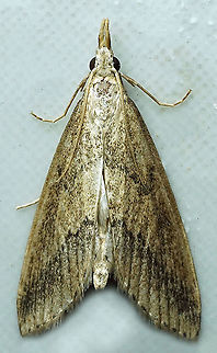 #291 Dapa, Valle del Cauca 2100m