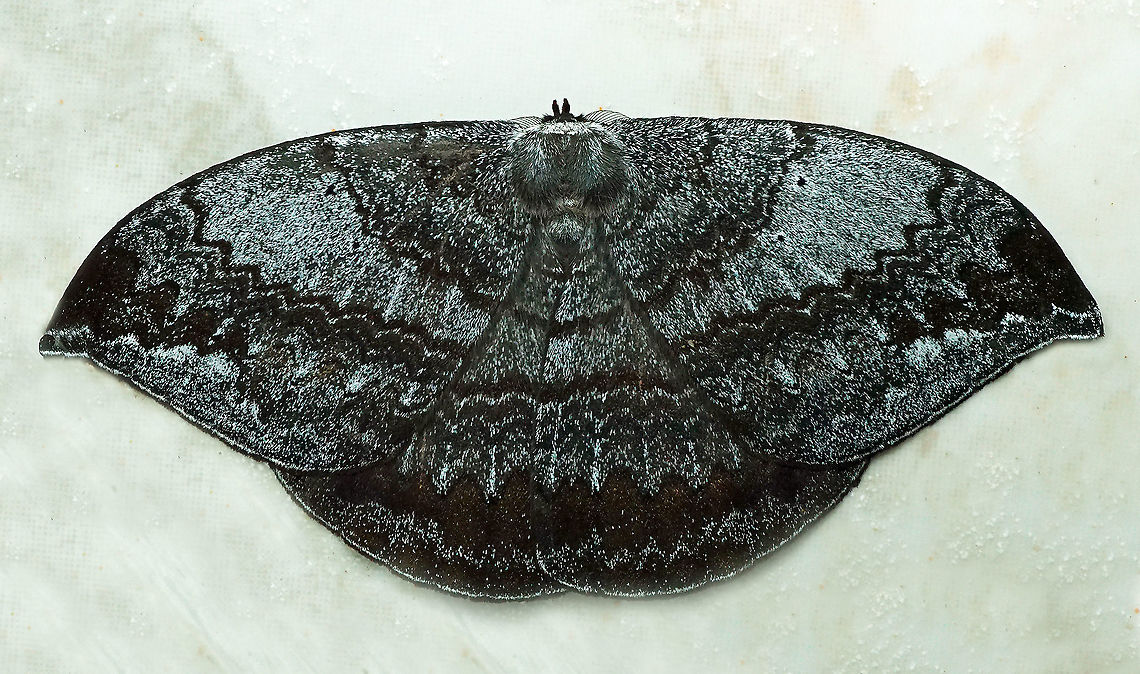 Oxydia sp. Dapa, Vall Del Cauca 2100m