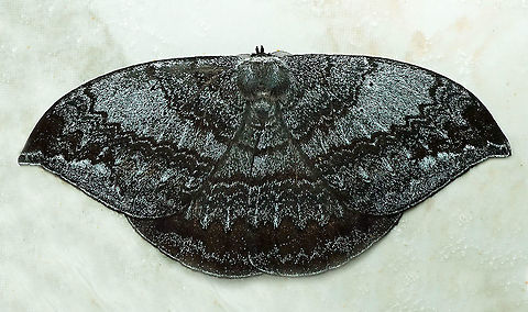 Oxydia sp. Dapa, Vall Del Cauca 2100m