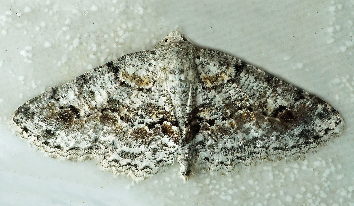 #293 Dapa, Vall Del Cauca 2100m