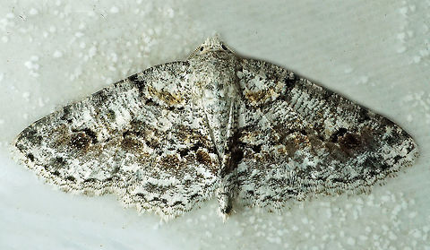 #293 Dapa, Vall Del Cauca 2100m