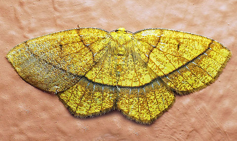 Periclina syctaria Dapa, Valle del Cauca 2100m Periclina syctaria