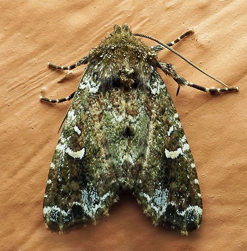 #295 Dapa, Valle del Cauca 2100m