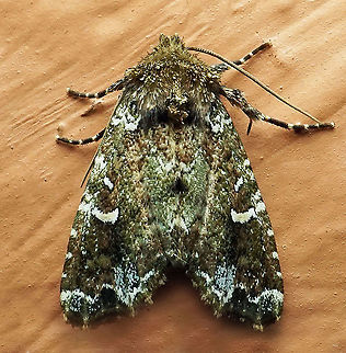 #295 Dapa, Valle del Cauca 2100m