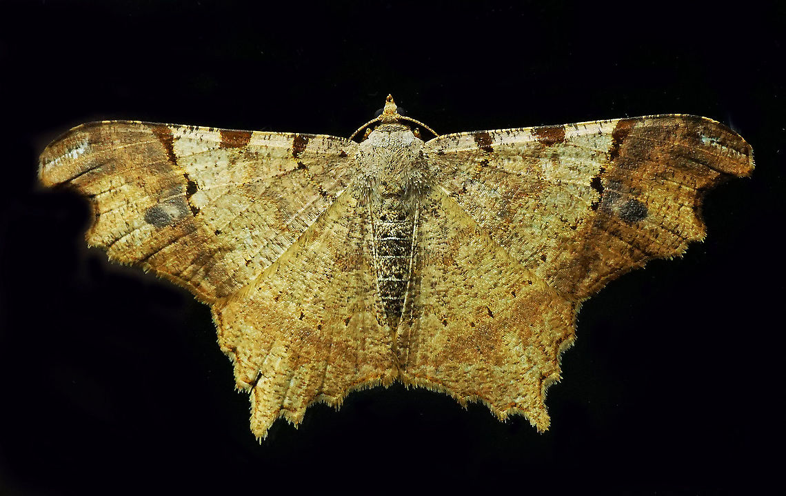 #296 Dapa, Valle del Cauca 2100m