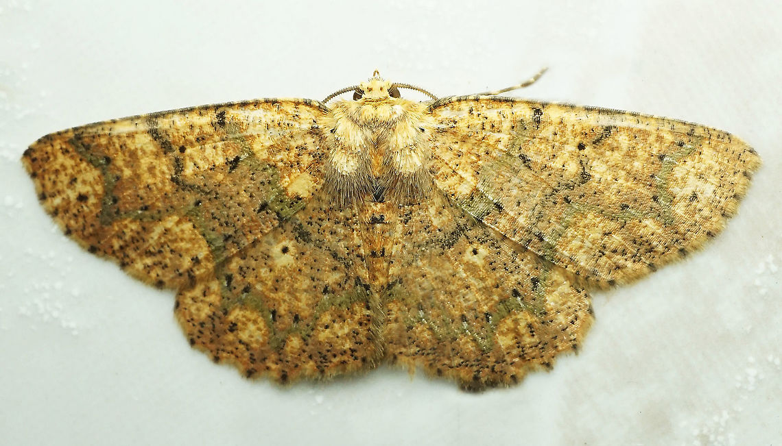 #298 Dapa, Valle del Cauca 2100m