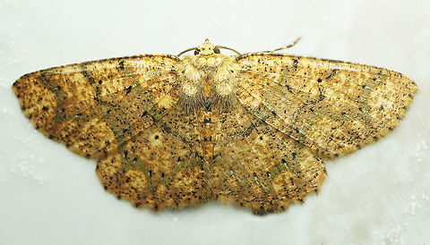 #298 Dapa, Valle del Cauca 2100m