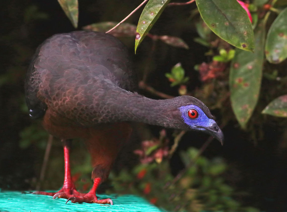 Sickle-winged Guan Dapa, Valle Del Cauca 2100m Chamaepetes goudotii,Sickle-winged guan