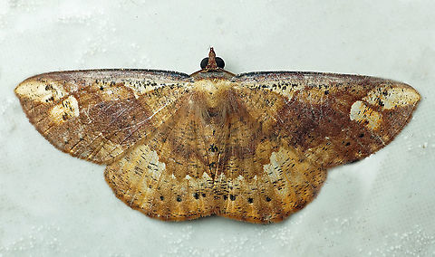 Oenoptila recessa  Oenoptila recessa