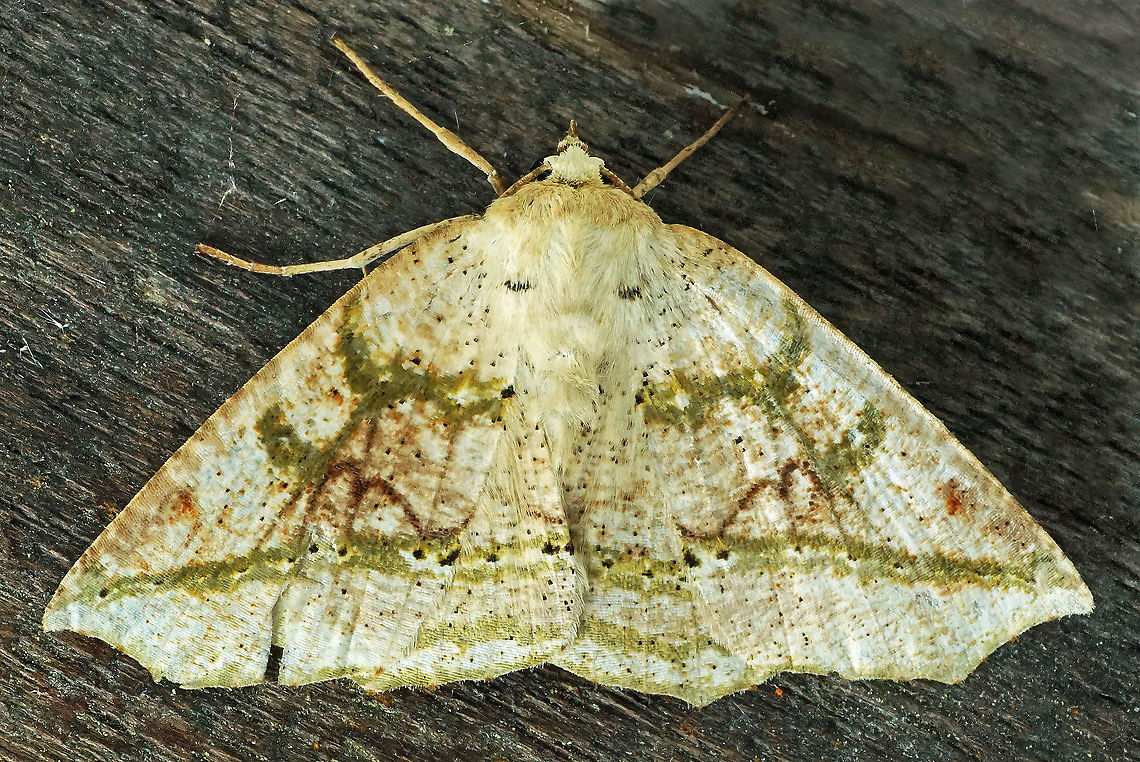 Acronyctode sp. Dapa, Valle Del Cauca 2100m