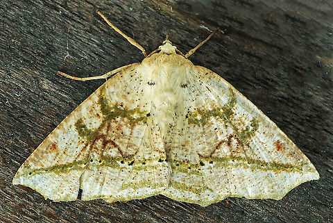 Acronyctode sp. Dapa, Valle Del Cauca 2100m