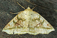 Acronyctode sp. Dapa, Valle Del Cauca 2100m