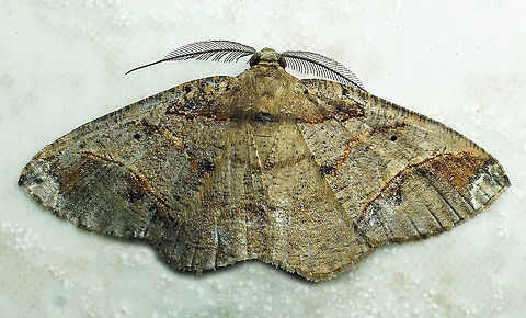 Zale sp. Dapa, Valle Del Cauca 2100m