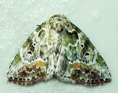 Chytonix elegans Dapa, Valle Del Cauca 2100m Chytonix elegans