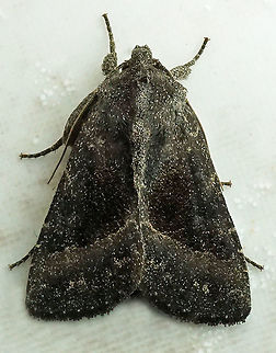 #302 Dapa, Valle Del Cauca 2100m