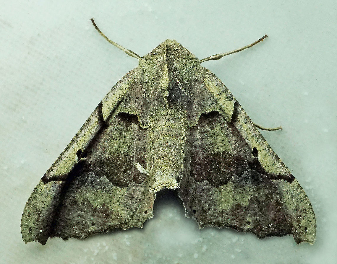 Pero sp. Dapa, Valle Del Cauca 2100m