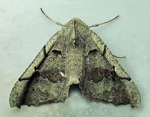 Pero sp. Dapa, Valle Del Cauca 2100m