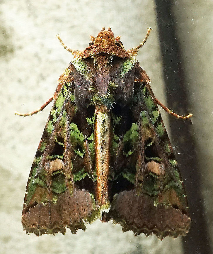 Heterochroma rollia Dapa, Valle Del Cauca 2100m Heterochroma rollia