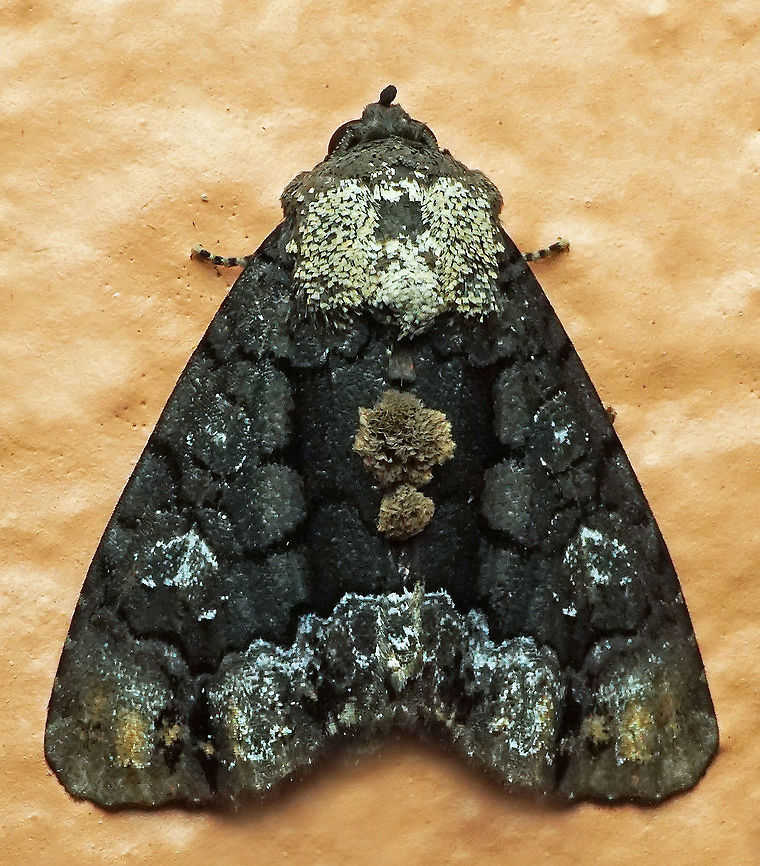 Sympistis sp. Dapa, Valle Del Cauca 2100m Cropia isidora