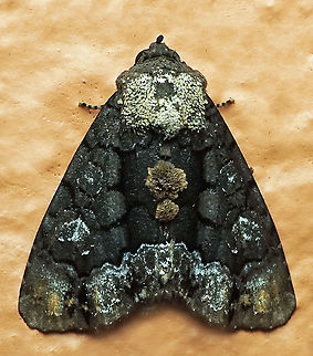 Sympistis sp. Dapa, Valle Del Cauca 2100m Cropia isidora