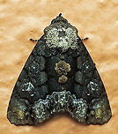 Sympistis sp. Dapa, Valle Del Cauca 2100m Cropia isidora