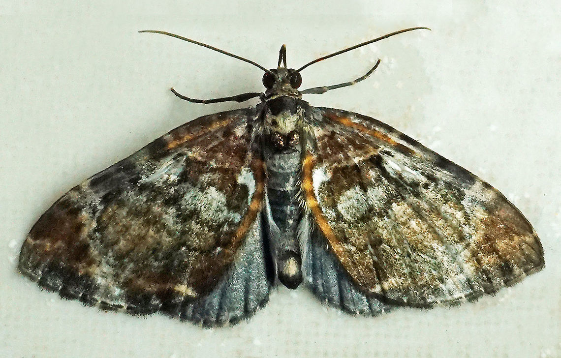 #305 Dapa, Valle Del Cauca 2100m