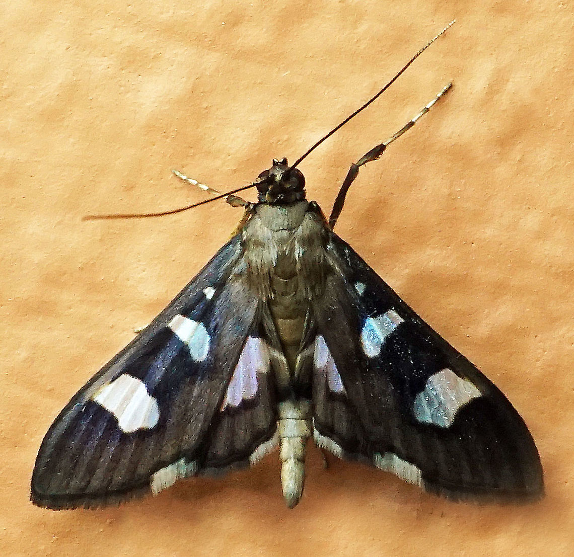 Desmia sp. Dapa, Valle Del Cauca 2100m