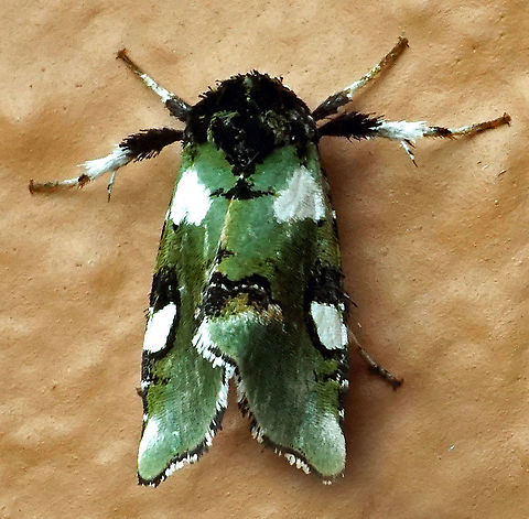 Emarginea sp. Dapa, Valle Del Cauca 2100m