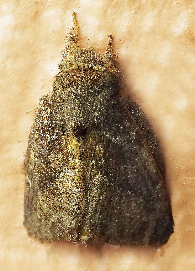 #308 Dapa, Valle Del Cauca 2100m