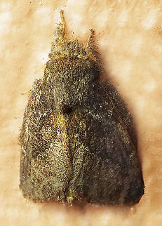 #308 Dapa, Valle Del Cauca 2100m